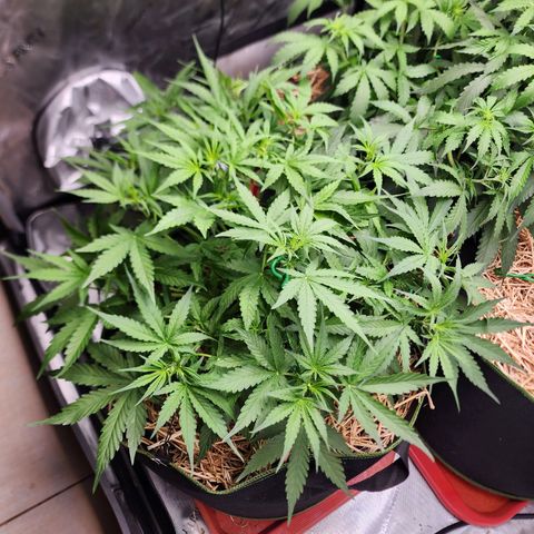 Zkittlez Auto 3 growlog timeline photo