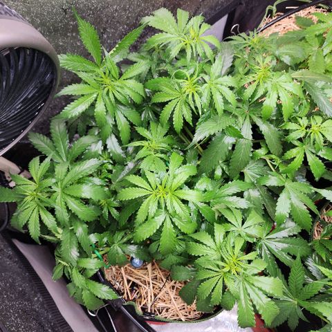 Zkittlez Auto 1 growlog timeline photo