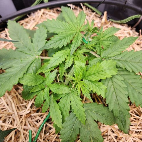 Gorilla Auto growlog timeline photo