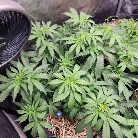 Zkittlez Auto 1 growlog timeline photo