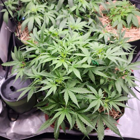 Zkittlez Auto 3 growlog timeline photo