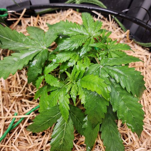 Gorilla Auto growlog timeline photo