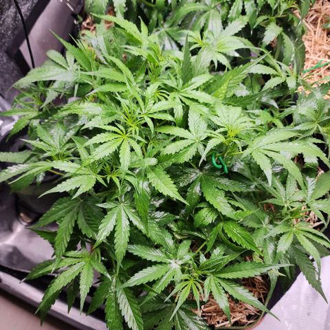 Zkittlez Auto 3 growlog timeline photo