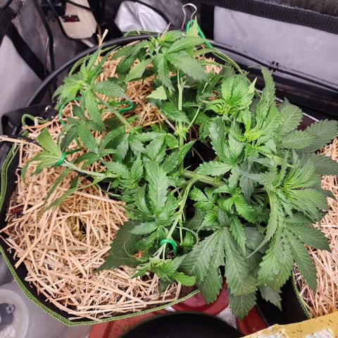 Zkittlez Auto 1 growlog timeline photo