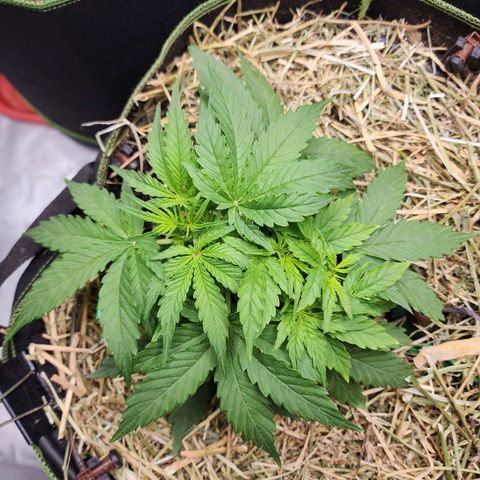Zkittlez Auto 3 growlog timeline photo