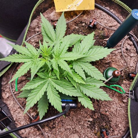 Zkittlez Auto 3 growlog timeline photo