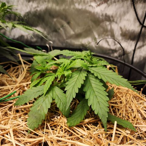 Gorilla Auto growlog timeline photo