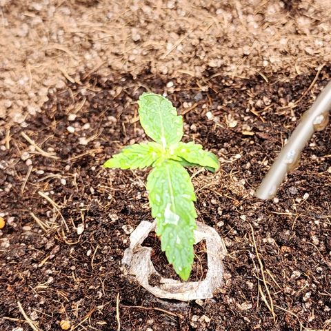 Zkittlez Auto 1 growlog timeline photo