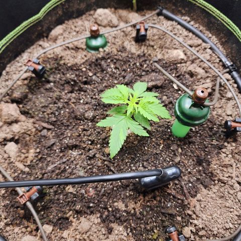 Zkittlez Auto 3 growlog timeline photo