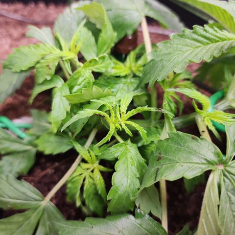 Zkittlez Auto 1 growlog timeline photo