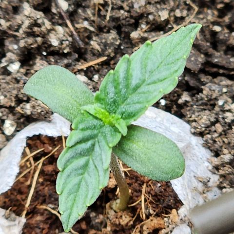 Zkittlez Auto 3 growlog timeline photo