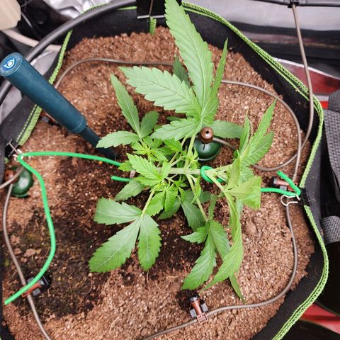 Zkittlez Auto 1 growlog timeline photo