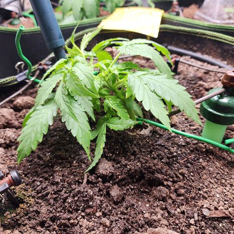 Zkittlez Auto 3 growlog timeline photo