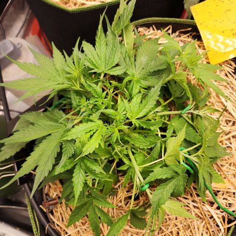 Zkittlez Auto 3 growlog timeline photo