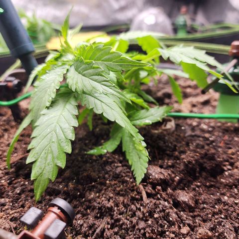 Zkittlez Auto 3 growlog timeline photo