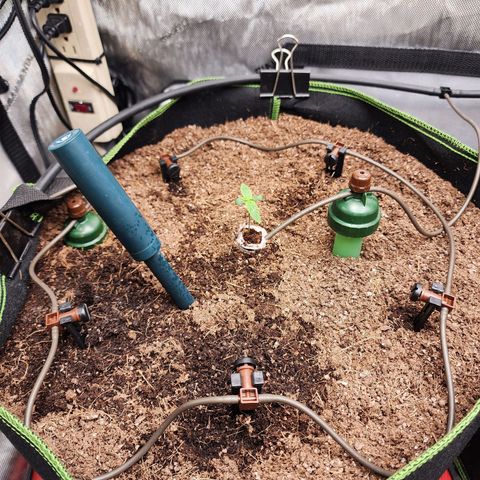 Zkittlez Auto 1 growlog timeline photo