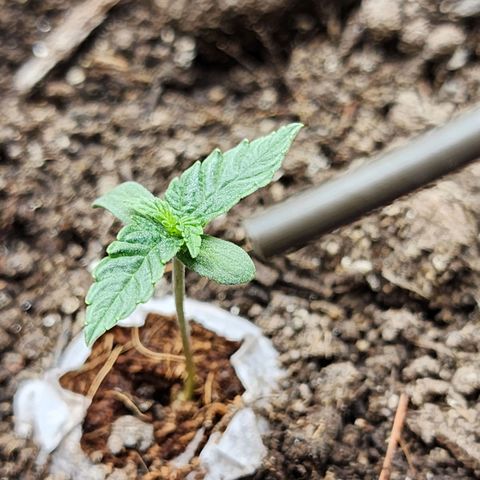 Zkittlez Auto 3 growlog timeline photo