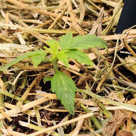 Gorilla Auto growlog timeline photo