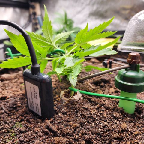 Zkittlez Auto 3 growlog timeline photo
