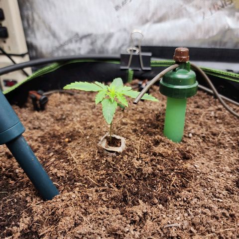 Zkittlez Auto 1 growlog timeline photo