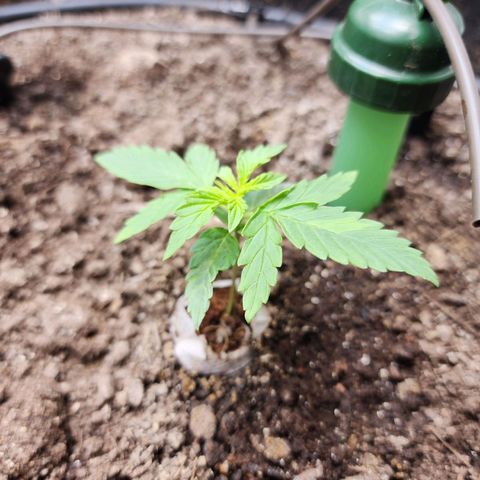 Zkittlez Auto 3 growlog timeline photo
