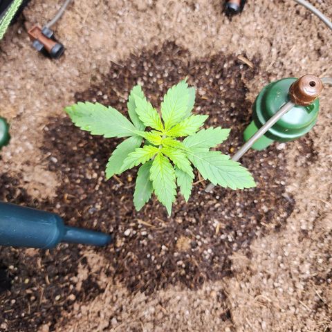 Zkittlez Auto 1 growlog timeline photo