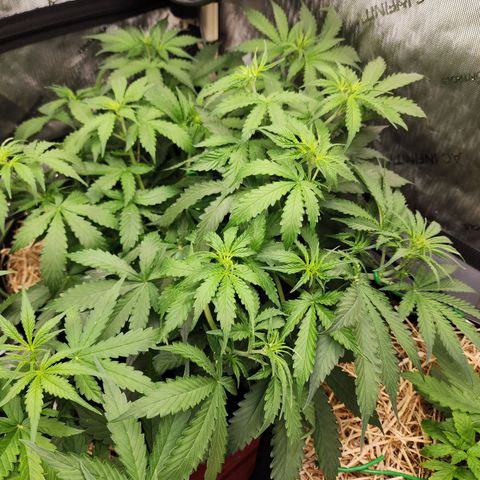 Zkittlez Auto 1 growlog timeline photo