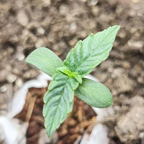 Zkittlez Auto 3 growlog timeline photo