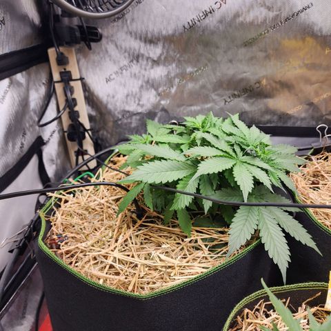 Zkittlez Auto 1 growlog timeline photo