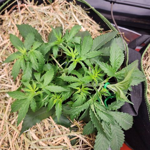 Zkittlez Auto 1 growlog timeline photo