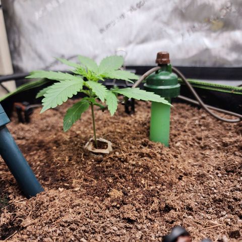 Zkittlez Auto 1 growlog timeline photo