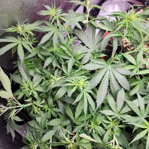 Zkittlez Auto 1 growlog timeline photo