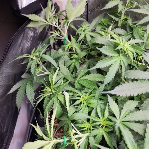 Zkittlez Auto 1 growlog timeline photo