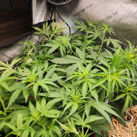 Zkittlez Auto 1 growlog timeline photo