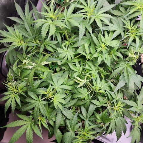 Zkittlez Auto 3 growlog timeline photo