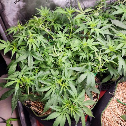 Zkittlez Auto 3 growlog timeline photo