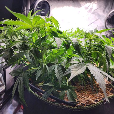 Zkittlez Auto 3 growlog timeline photo