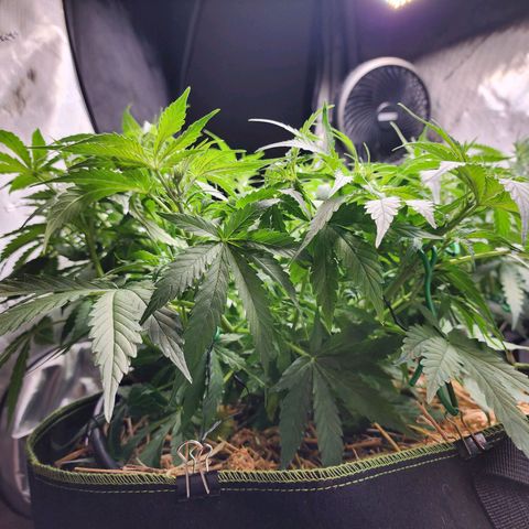 Zkittlez Auto 3 growlog timeline photo