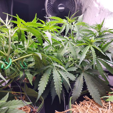 Zkittlez Auto 1 growlog timeline photo