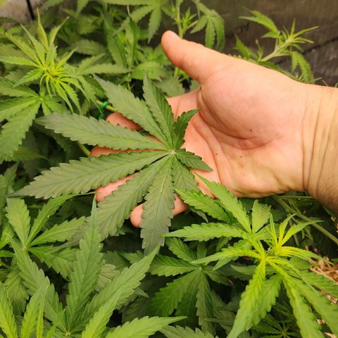 Zkittlez Auto 1 growlog timeline photo