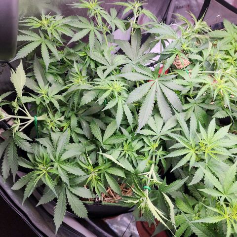 Zkittlez Auto 1 growlog timeline photo