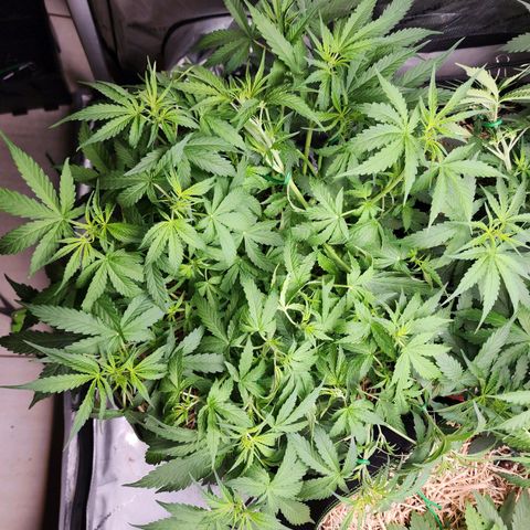 Zkittlez Auto 3 growlog timeline photo