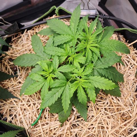 Gorilla Auto growlog timeline photo