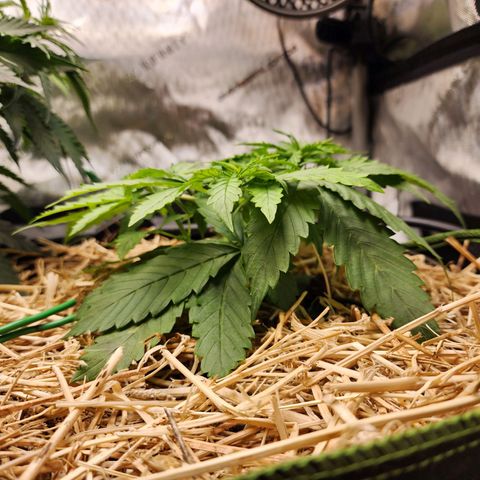 Gorilla Auto growlog timeline photo