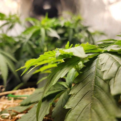 Gorilla Auto growlog timeline photo