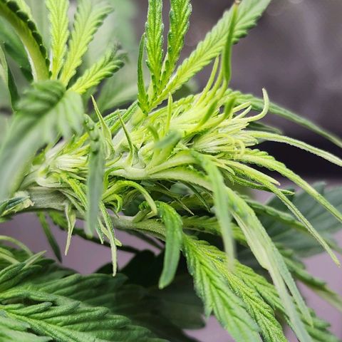 Zkittlez Auto 1 growlog timeline photo