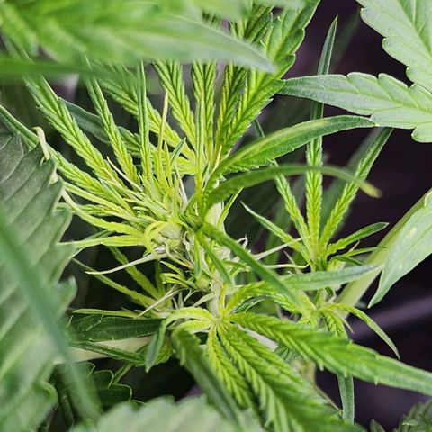 Zkittlez Auto 3 growlog timeline photo