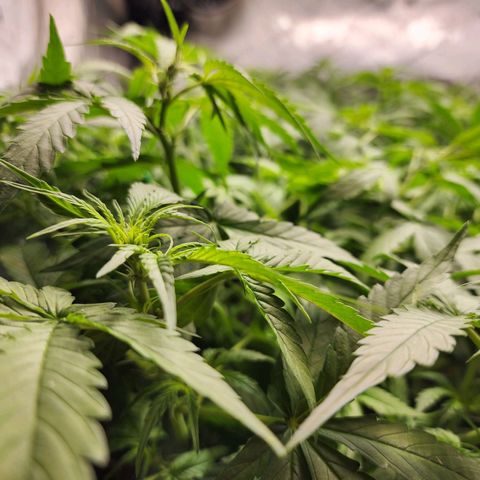 Zkittlez Auto 3 growlog timeline photo
