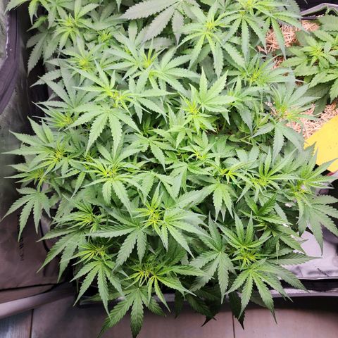 Zkittlez Auto 3 growlog timeline photo
