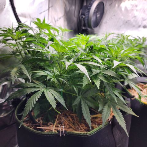 Zkittlez Auto 3 growlog timeline photo